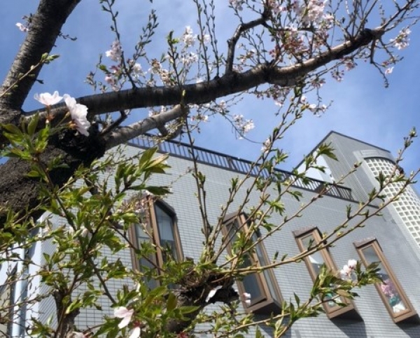 今年も桜咲きました。